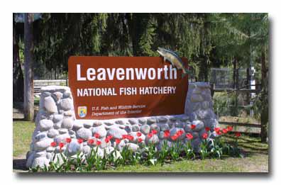 Logo for Leavenworth National Fish Hatchery